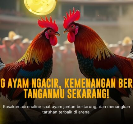 Mengenal Ayam Bangkok Dalam Sabung Ayam SV388