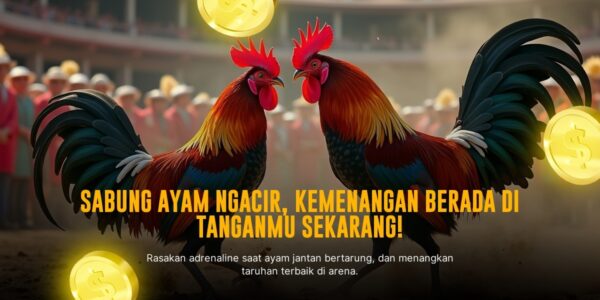 Mengenal Ayam Bangkok Dalam Sabung Ayam SV388