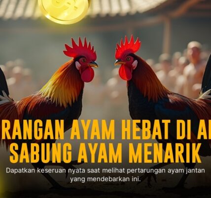 Mengenal Ayam Bangkok Super: Raja Sabung Ayam Idaman